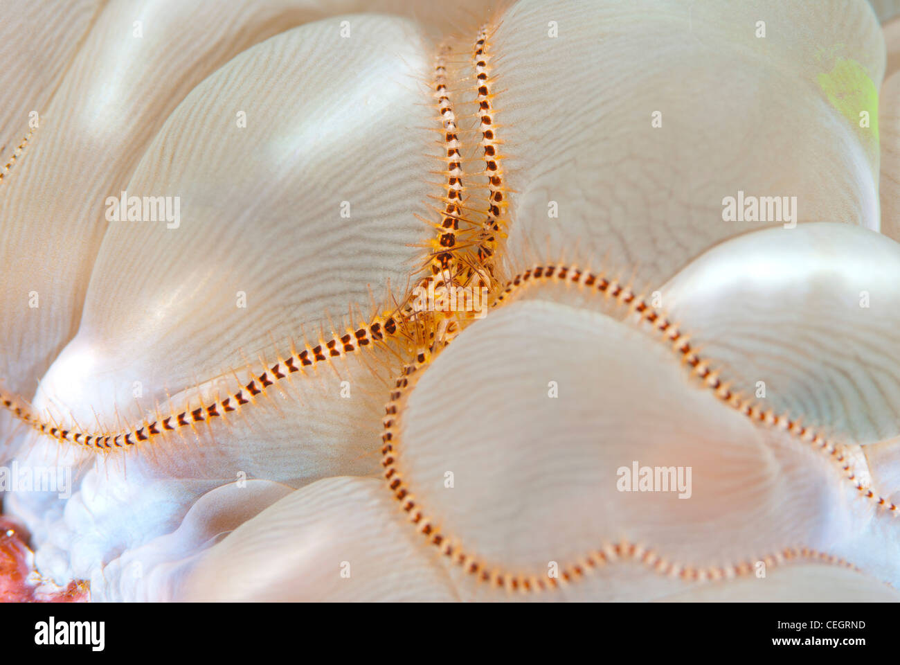 Eine winzige Seestern Rast auf eine Blase-Koralle, die einen schönen Kontrast zu schaffen. Genommen in Indonesien Stockfoto