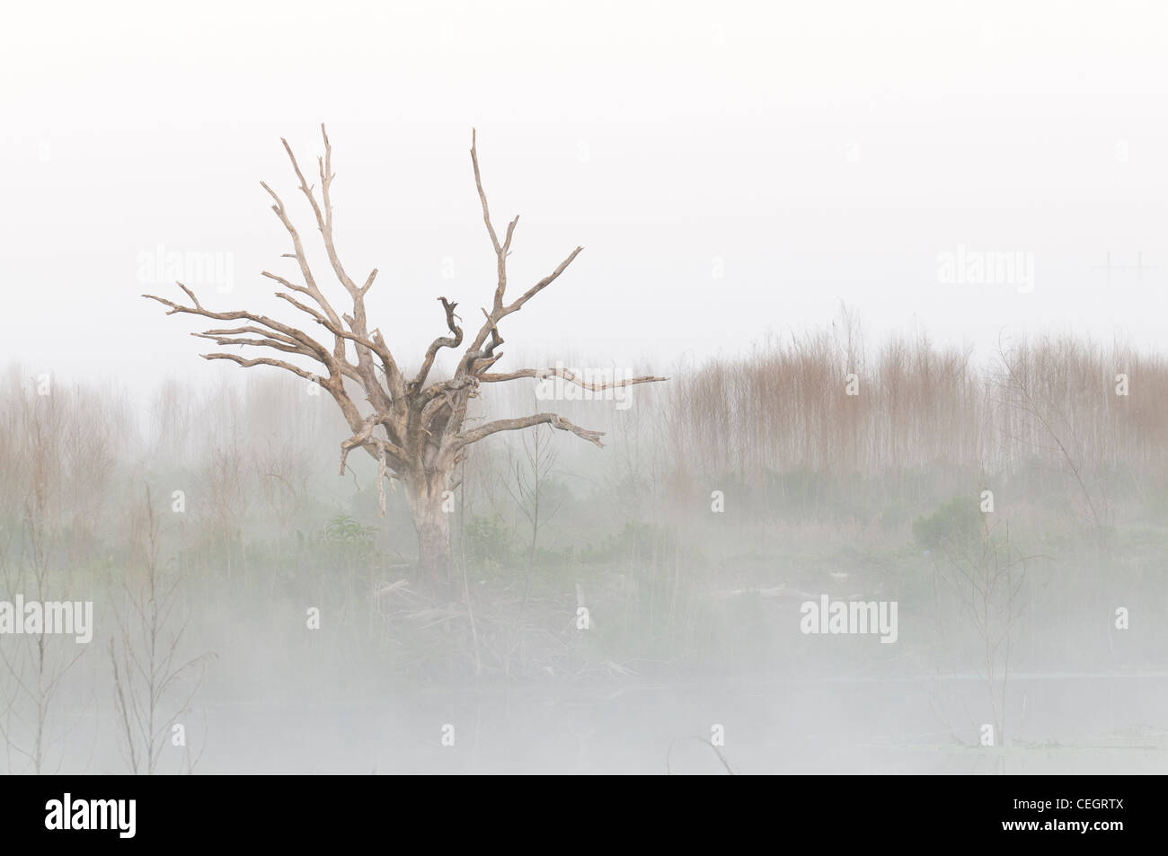 Nebel in der Prärie, Paynes Prairie State Preserve, Gainesville, Florida Stockfoto