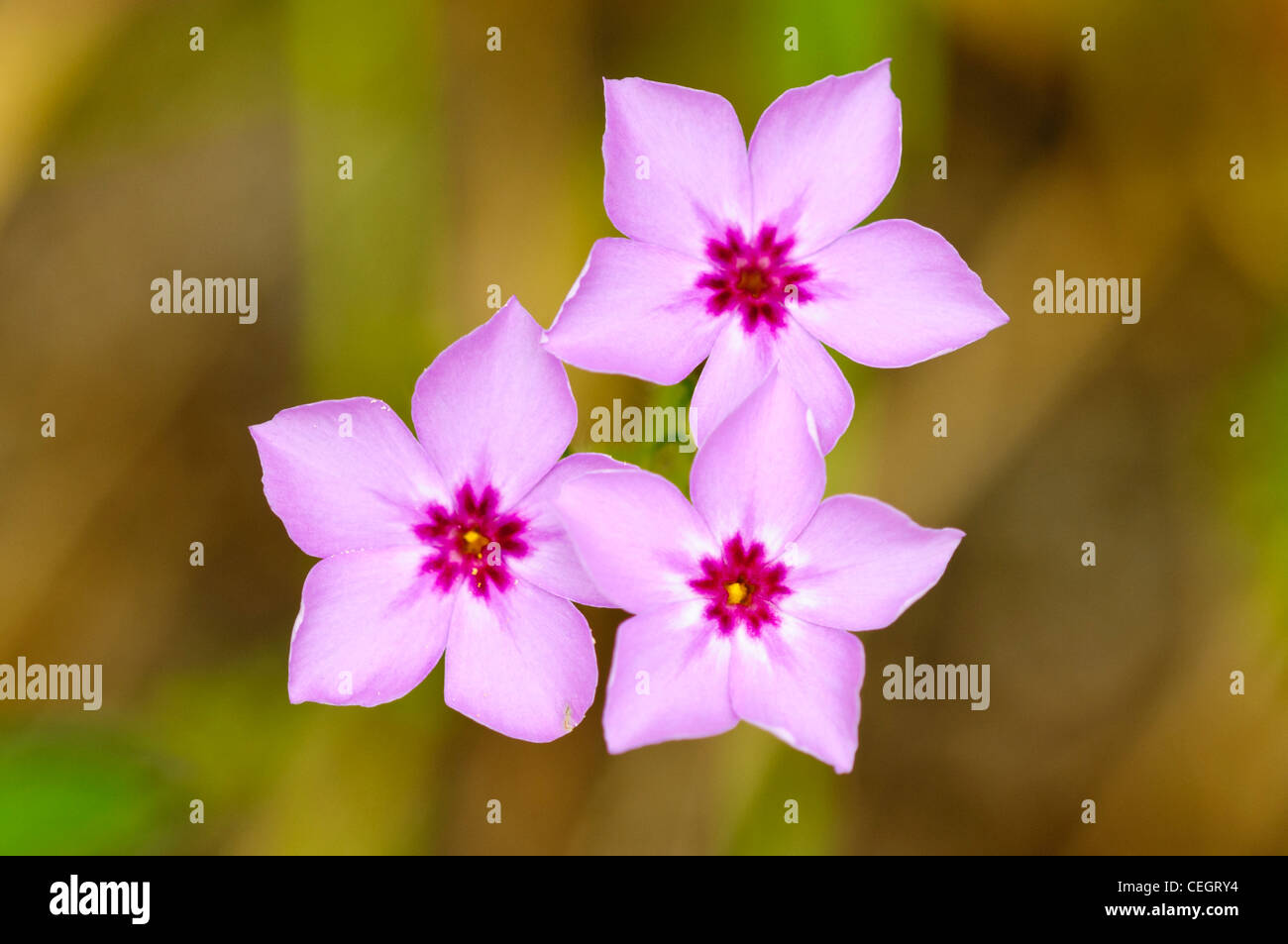 Phlox Spp, Paynes Prairie Zustand zu bewahren, Micanopy, Florida Stockfoto