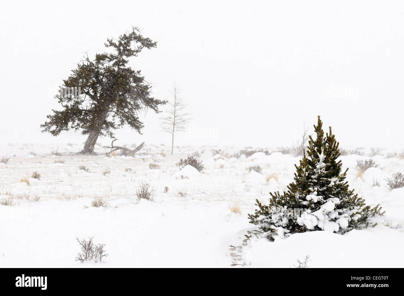 Nadelbaum-Baum in einem Schneesturm, Fairplay, Colorado Stockfoto