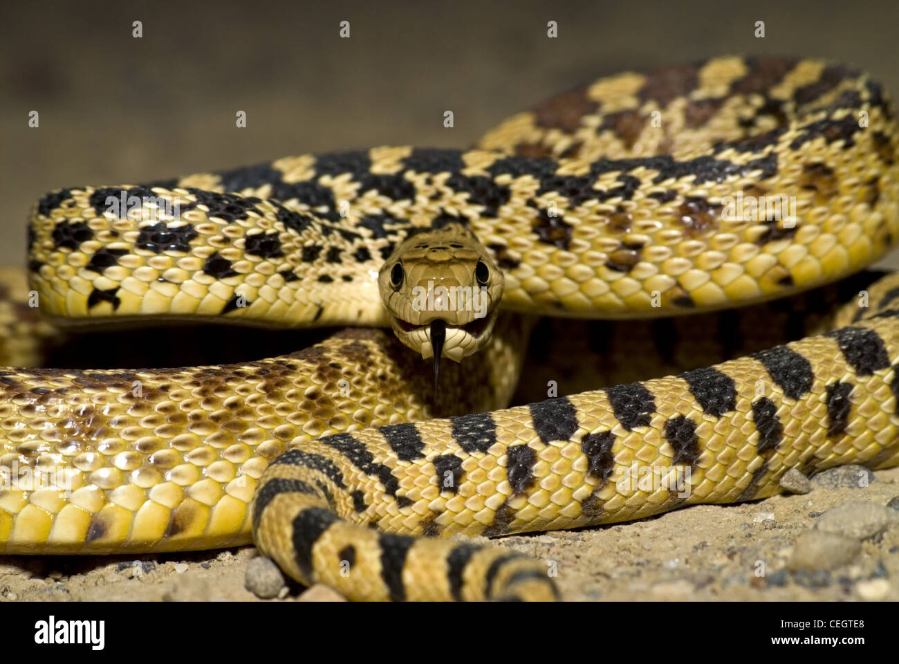 Sonora Gopher Snake, (Pituophis Catenifer Affinis), Ojito Wildnis, Sandoval County, New Mexico, USA. Stockfoto