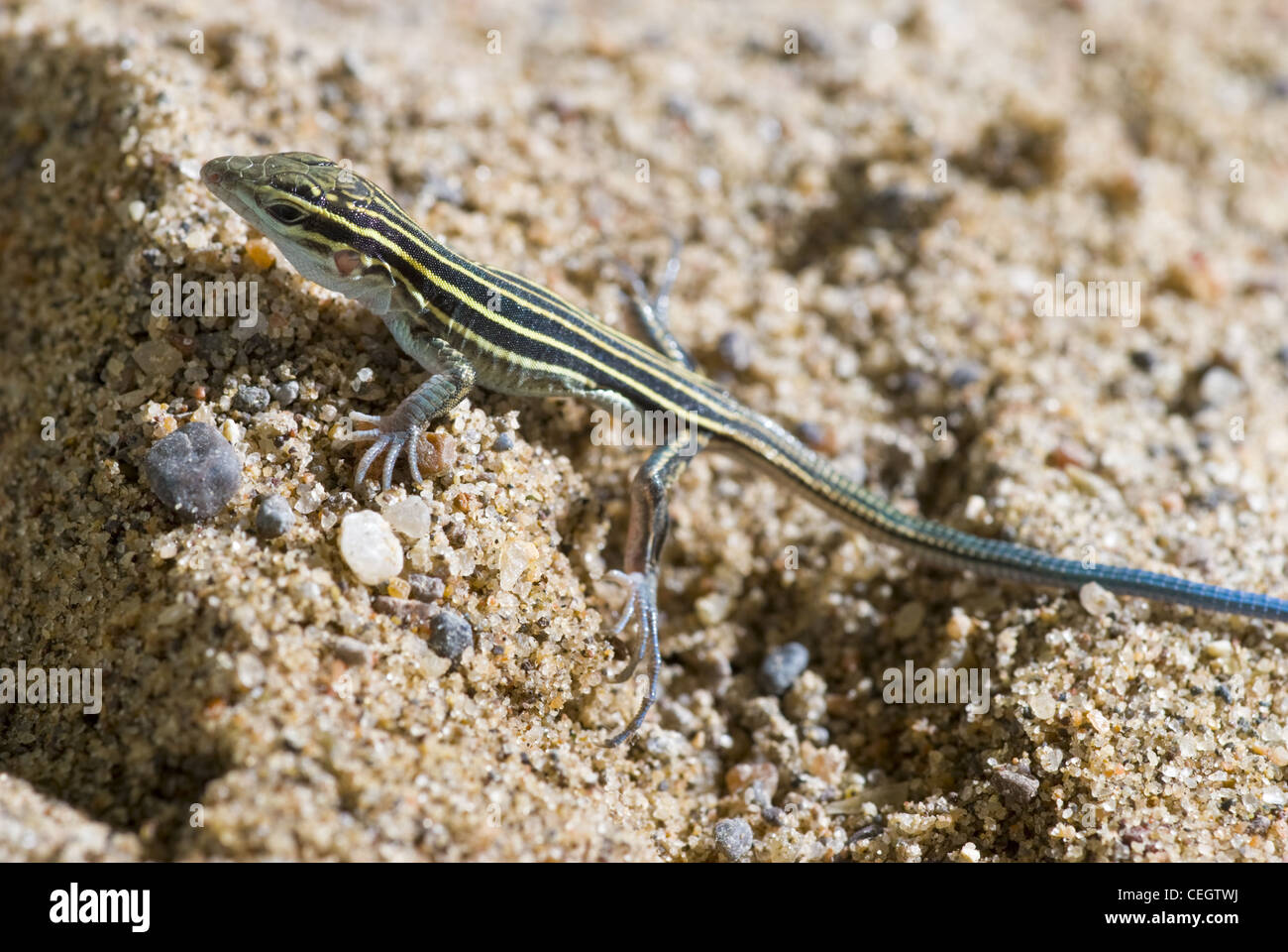Jungtier Wüste Grünland Whiptail, (Aspidoscelis Uniparens), Albuquerque, Bernalillo County, New Mexico, USA. Stockfoto