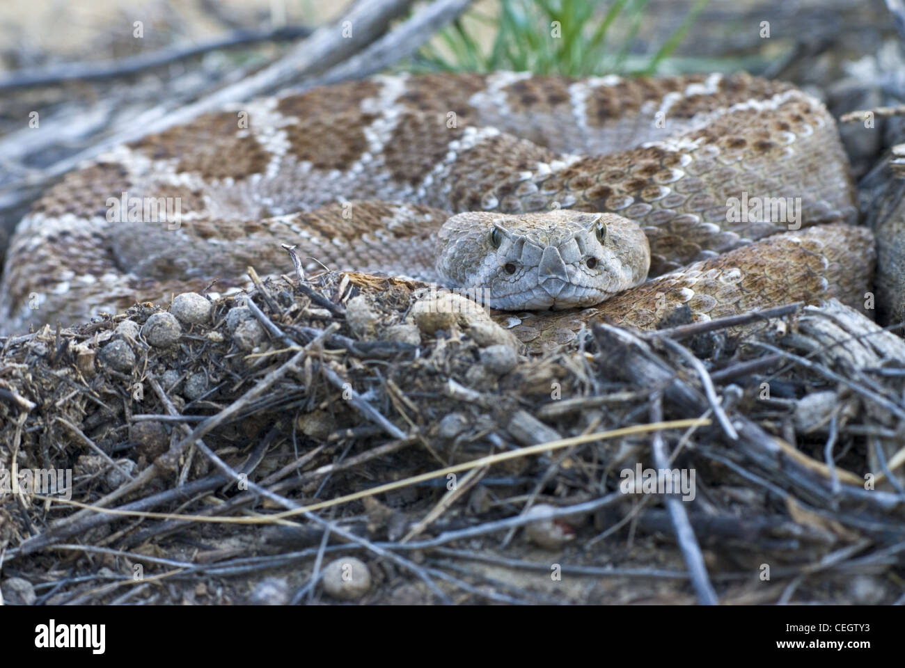 Western Diamond-backed Klapperschlange (Crotalus Atrox), Ojito Wildnis, Sandoval County, New Mexico, USA. Stockfoto