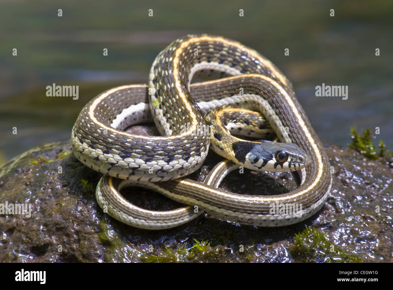 Western Schwarzhals-Garter Snake, (Thamnophis Cyrtopsis Cyrtopsis), Gila Wilderness, Grant County, New Mexico, USA. Stockfoto