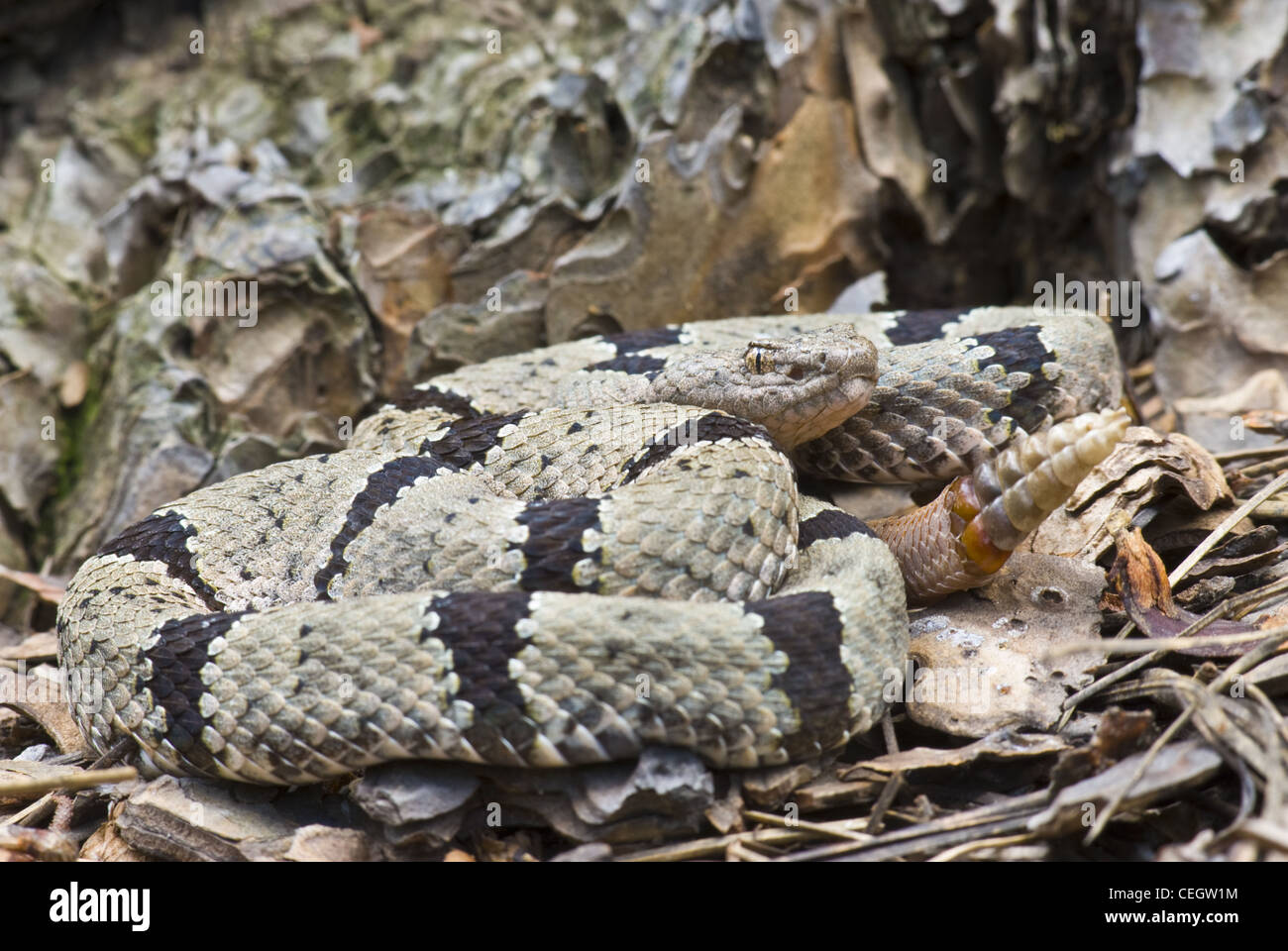 Männliche gebändert Rock Klapperschlange, (Crotalus Lepidis Klauberi), Gila Wilderness, Grant County, New Mexico, USA. Stockfoto