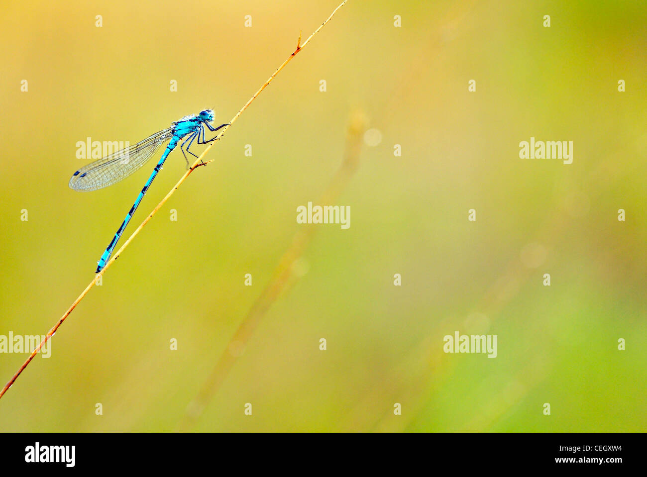 Gemeinsamen Blue Damselfly / nördliche Bluet (Enallagma Cyathigerum) am Stamm, Niederlande Stockfoto