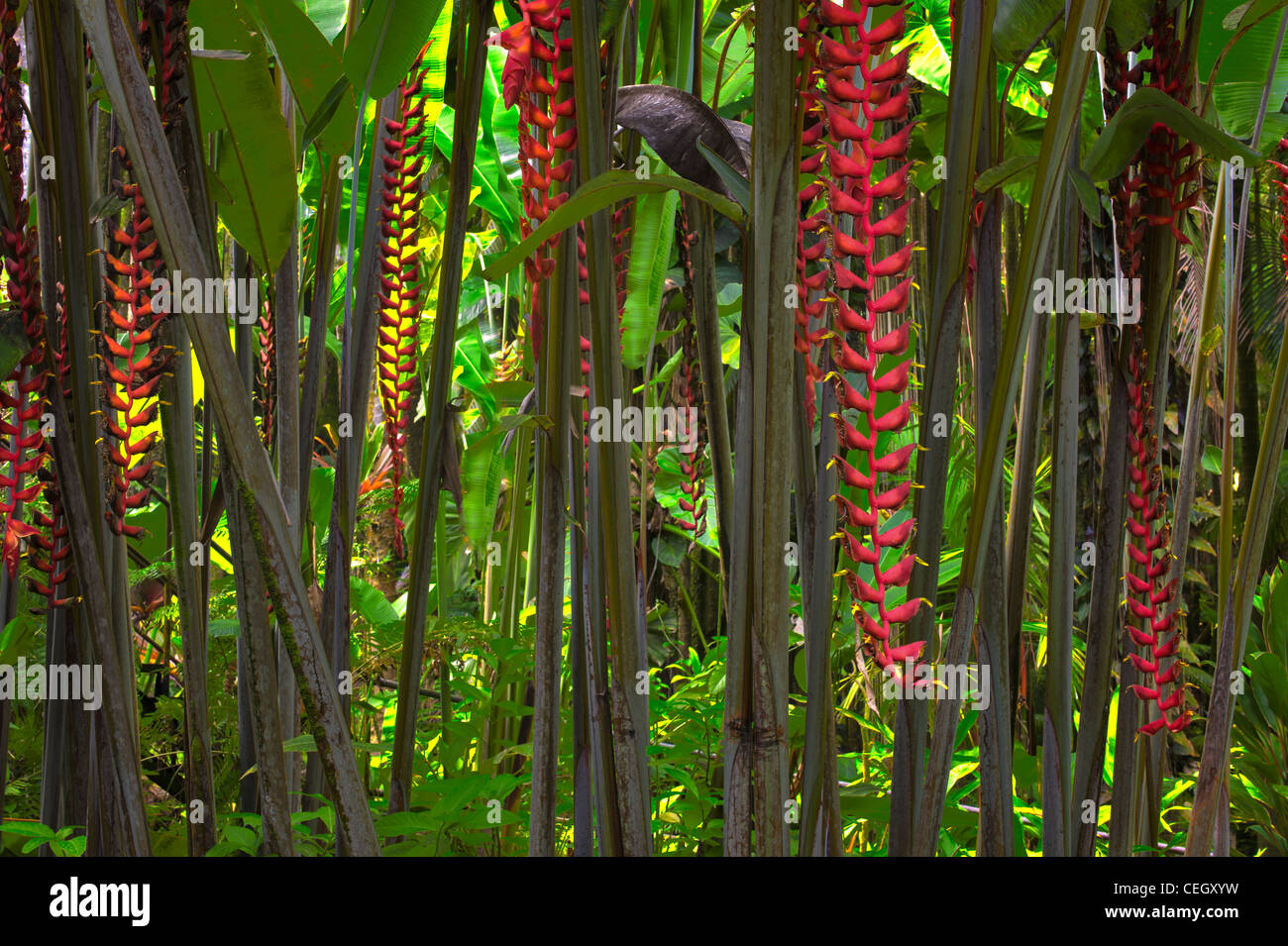 Hawaii Tropical Botanical Gardens. Heliconia Longissima 'Red Wings'. Hawaii, Big Island. Stockfoto