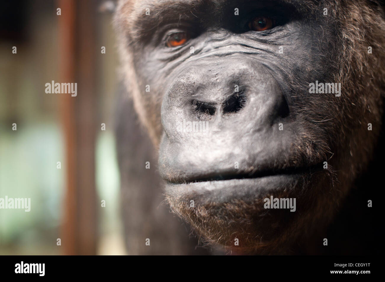 Gefüllte Gorilla - Alfred Ape Stockfoto