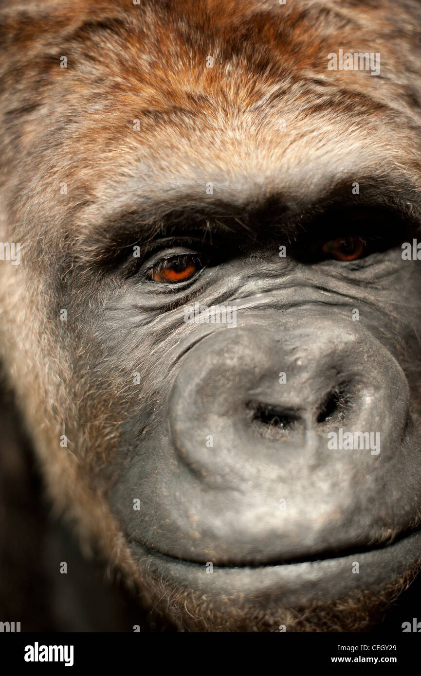 Gefüllte Gorilla - Alfred Ape Stockfoto