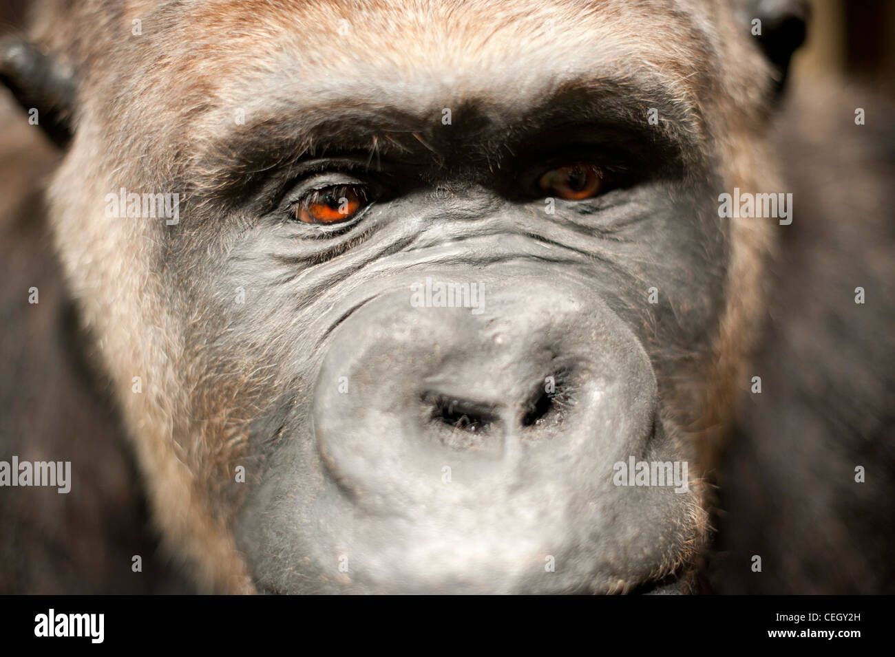 Gefüllte Gorilla - Alfred Ape Stockfoto