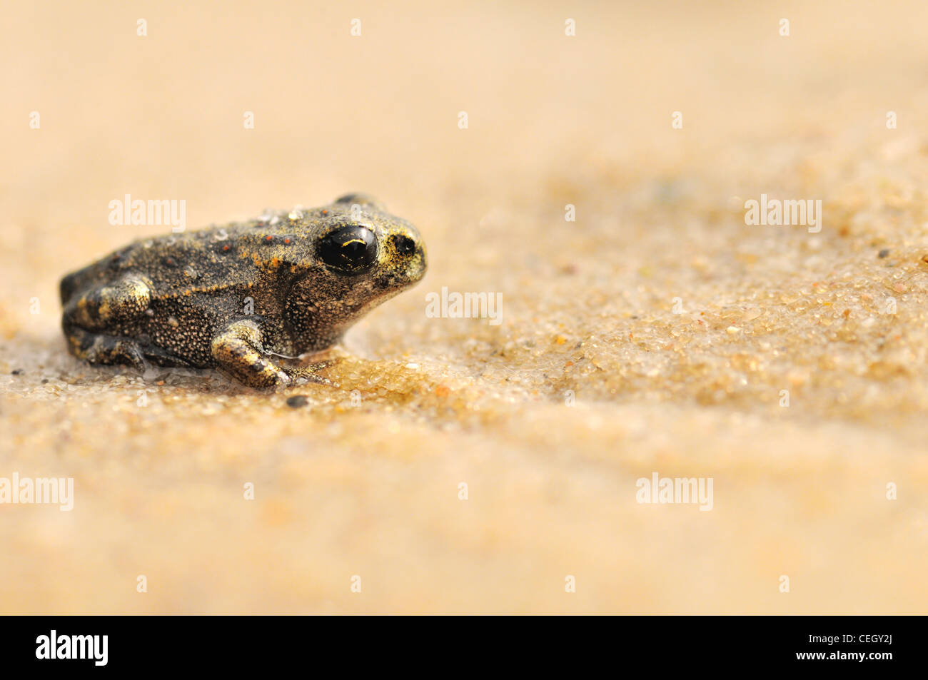 9 Wochen alte Grasfrosch (Rana Temporaria) juvenile Froglet auf Sand, Niederlande Stockfoto