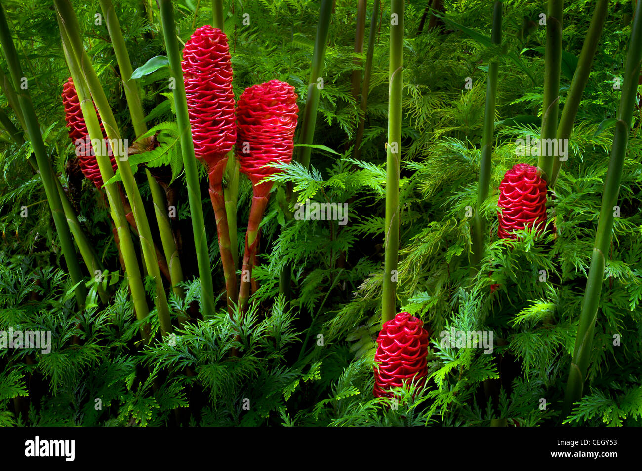 Bienenstock Ingwer. Zingiber Spectabile. Hawaii Tropical Botanical Gardens. Hawaii, Big Island. Stockfoto