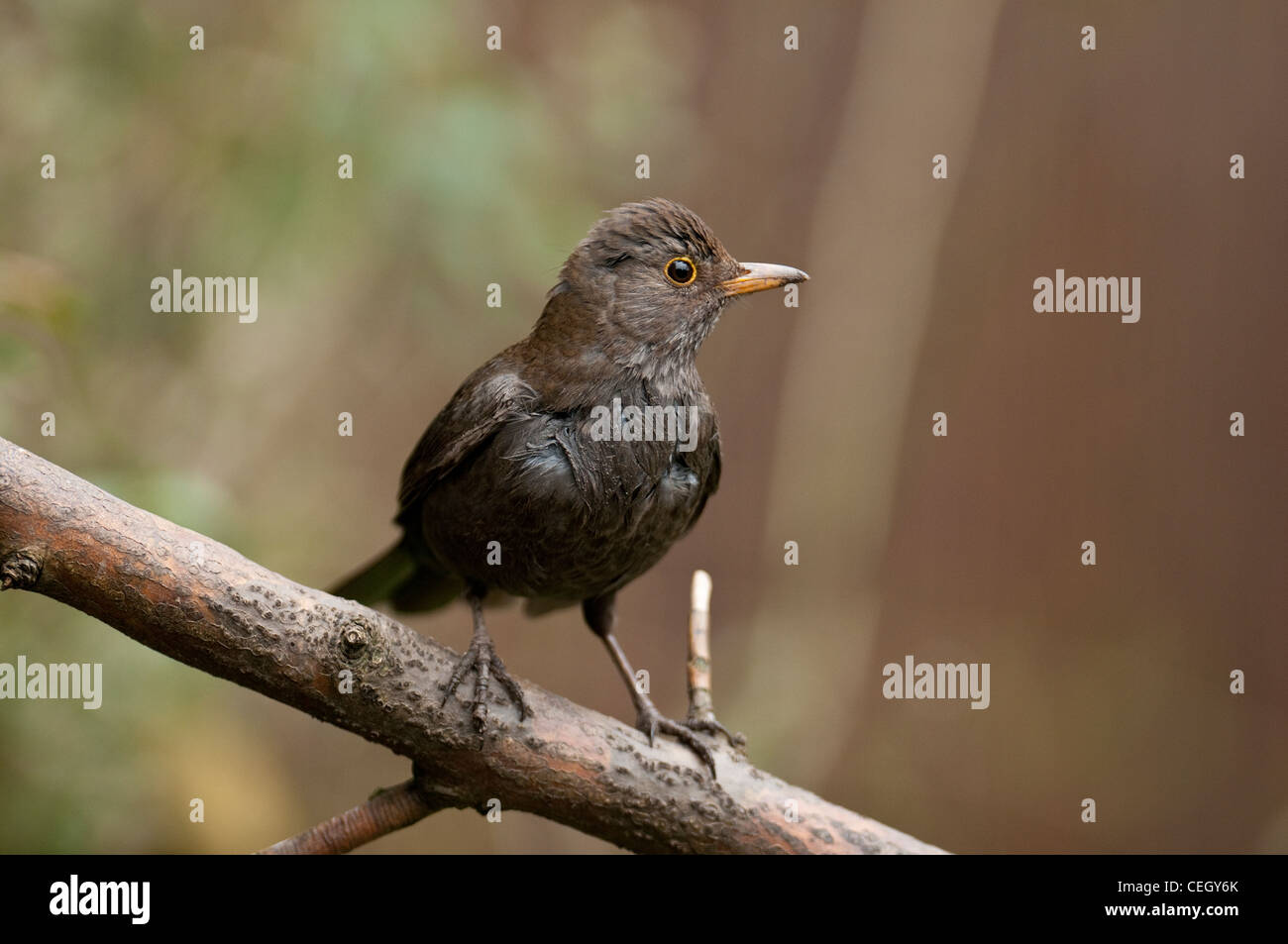 Amsel "Turdus Marula" Songbird Garten Vogel auf einem Ast Stockfoto