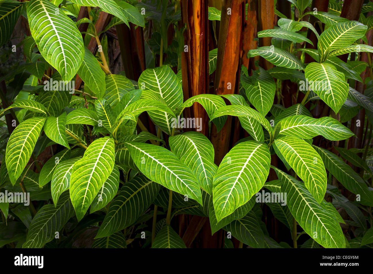 Unbekannte tropische Blätter. Hawaii, Big Island. Stockfoto