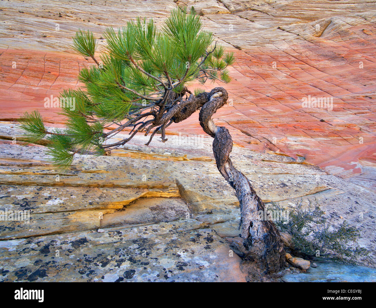 Bonsa Ponderosa-Kiefer um ihr Überleben kämpfen und Cherboard Mesa. Zion Nationalpark, Utah. Stockfoto