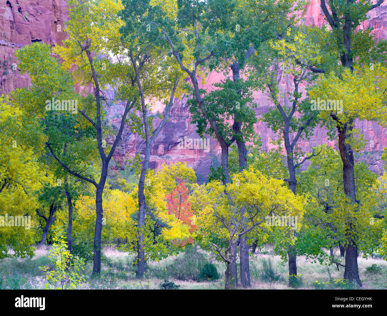 Fallen Sie farbige Bäume. Zion Nationalpark, Utah. Stockfoto