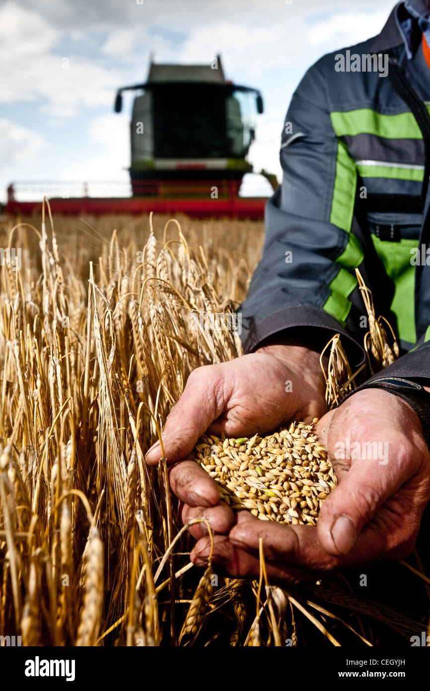 Der Bauer, hält das Korn in seiner hand vor dem Mähdrescher Stockfoto