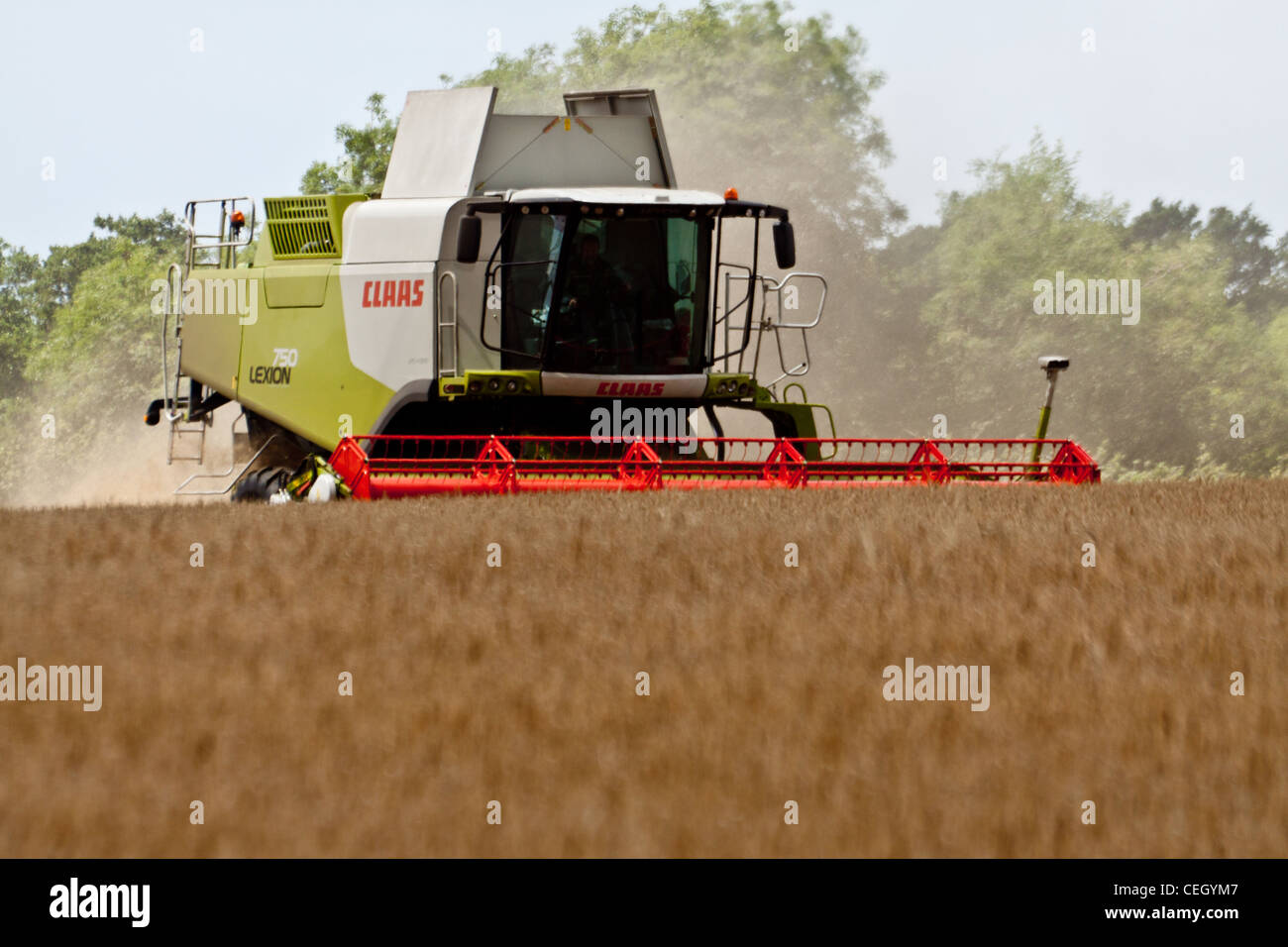 Die Gerste Korn in einen Anhänger aus dem Tank des Mähdreschers geleert wird. Das Korn wird dann zurück in den Laden übernommen. Stockfoto