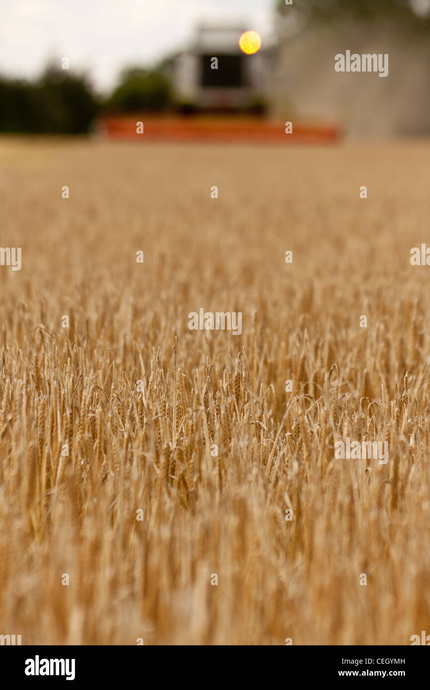 Die Gerste Korn in einen Anhänger aus dem Tank des Mähdreschers geleert wird. Das Korn wird dann zurück in den Laden übernommen. Stockfoto