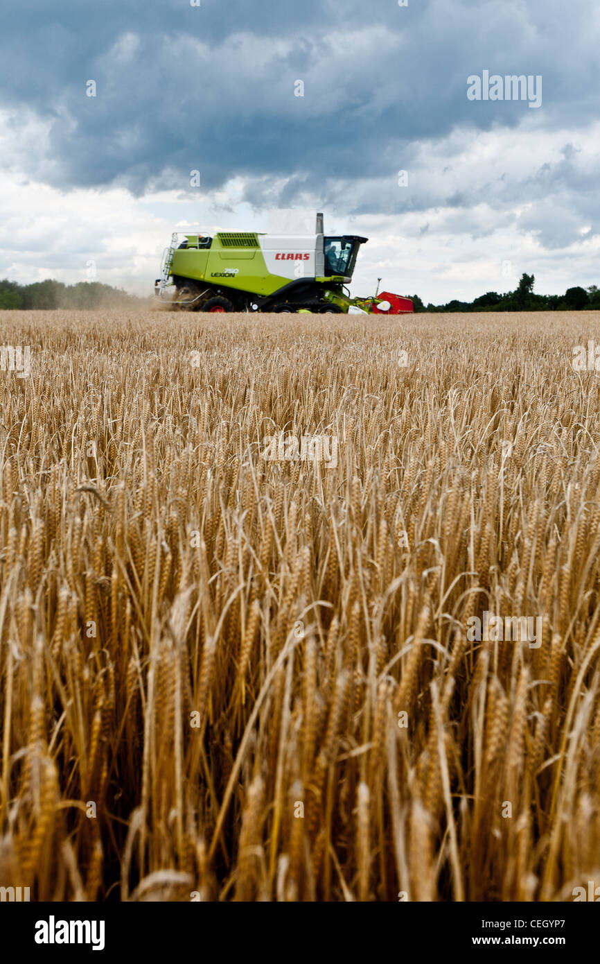 Gerste geerntet, indem man ein Claas kombinieren in einem Feld in Kent Stockfoto