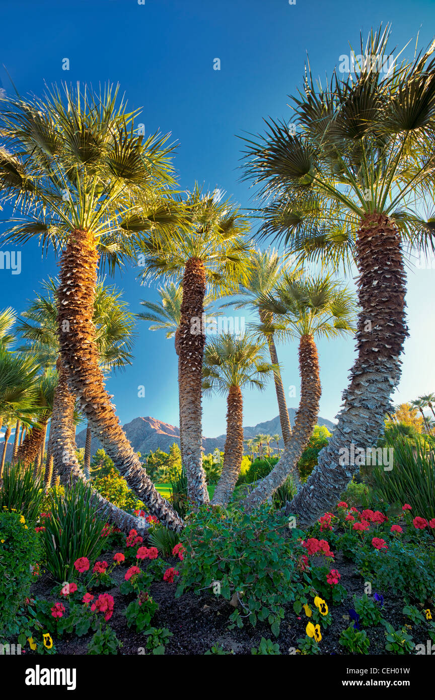 Palmen im Garten. Palm Desert, Kalifornien Stockfoto