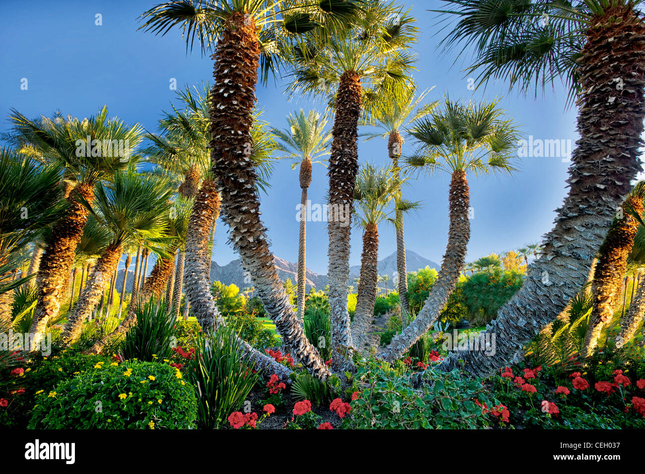 Palmen im Garten. Palm Desert, Kalifornien Stockfoto