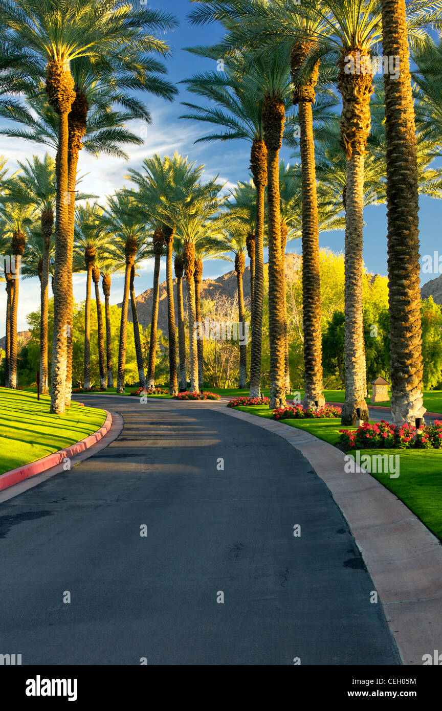 Palm, von Bäumen gesäumten Straße. Palm Desert, Kalifornien Stockfoto
