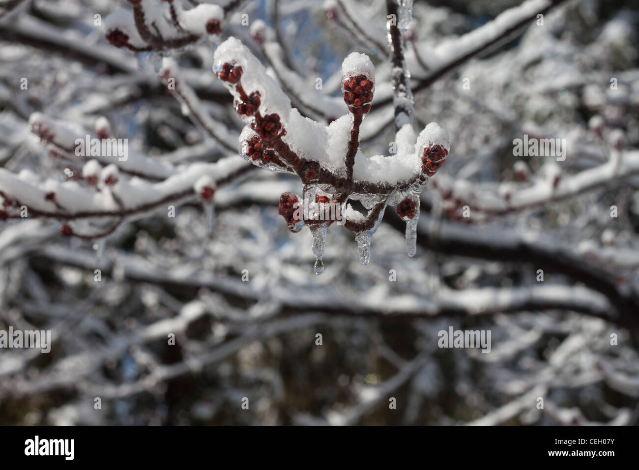 Eis und Schnee auf Zweigen im Winter in Kanada Stockfoto