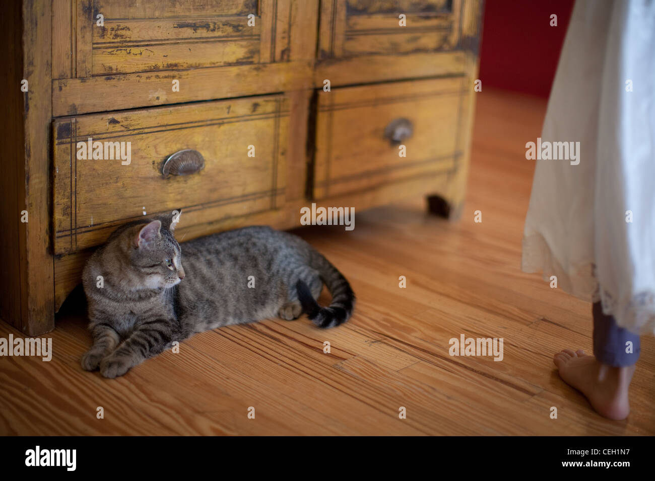 Katze drinnen ruht auf einem hölzernen Fußboden Stockfoto