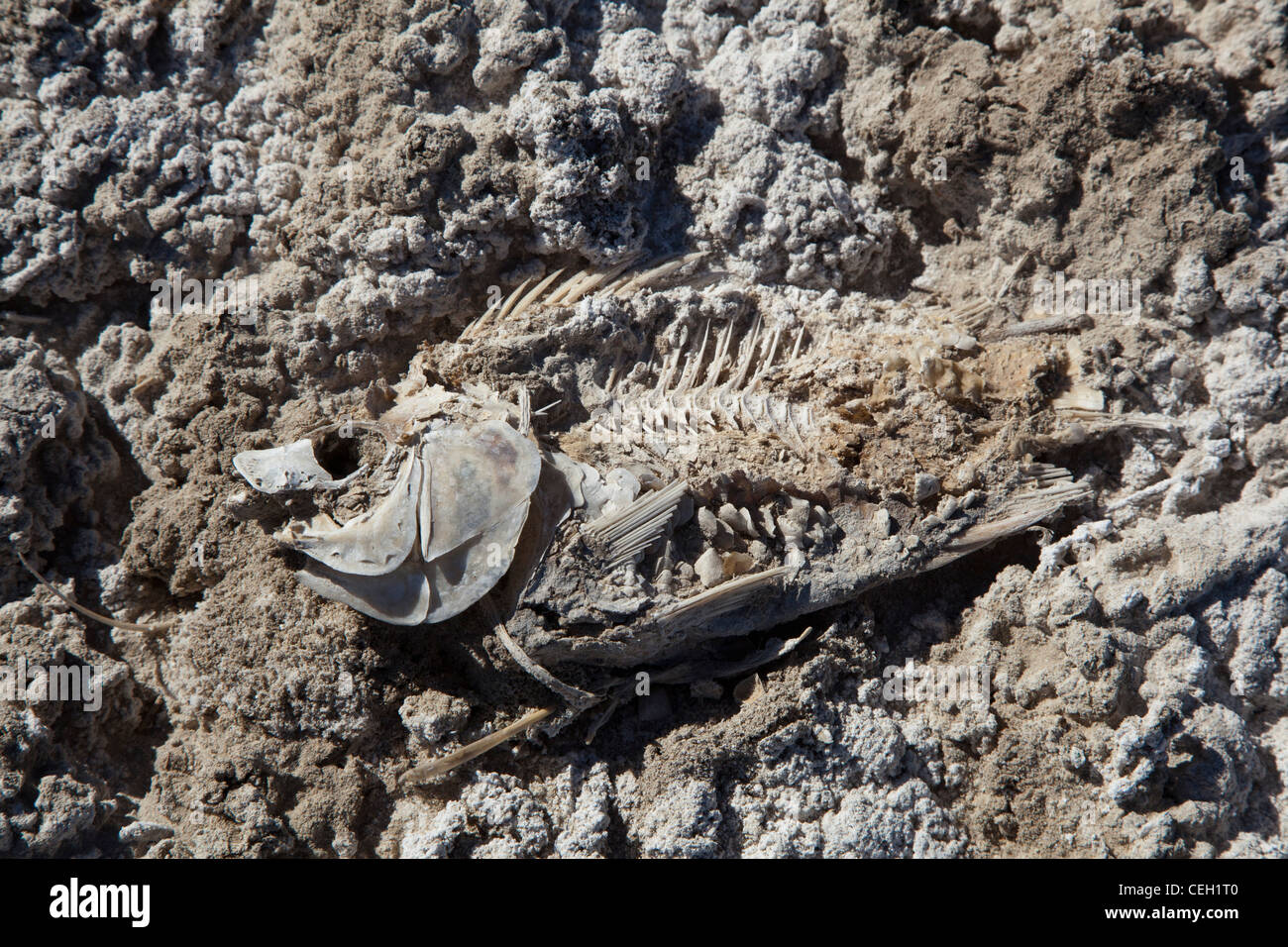 Dead Fish Stockfotos und -bilder Kaufen - Alamy