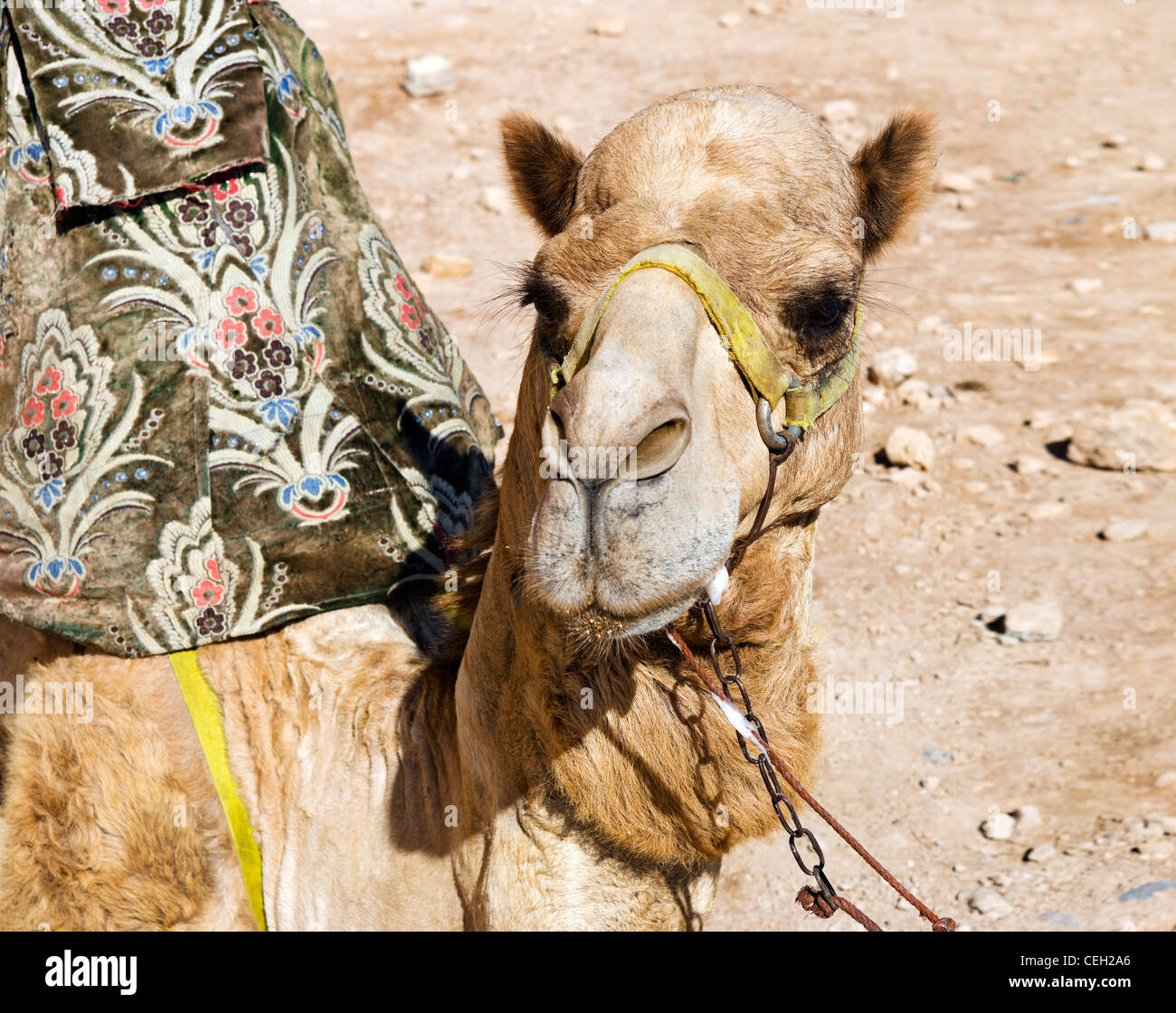 Kamel außerhalb der alten Kasbah, Agadir, Marokko, Nordafrika Stockfoto