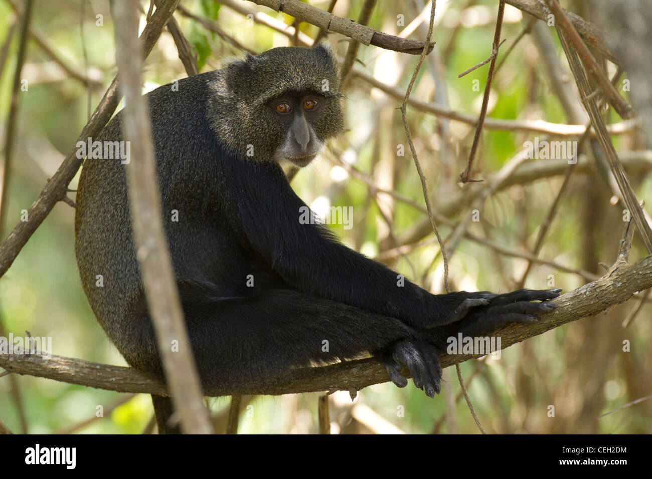Blue Monkey (grüne Mitis) in Arusha National Park, Tansania Stockfoto