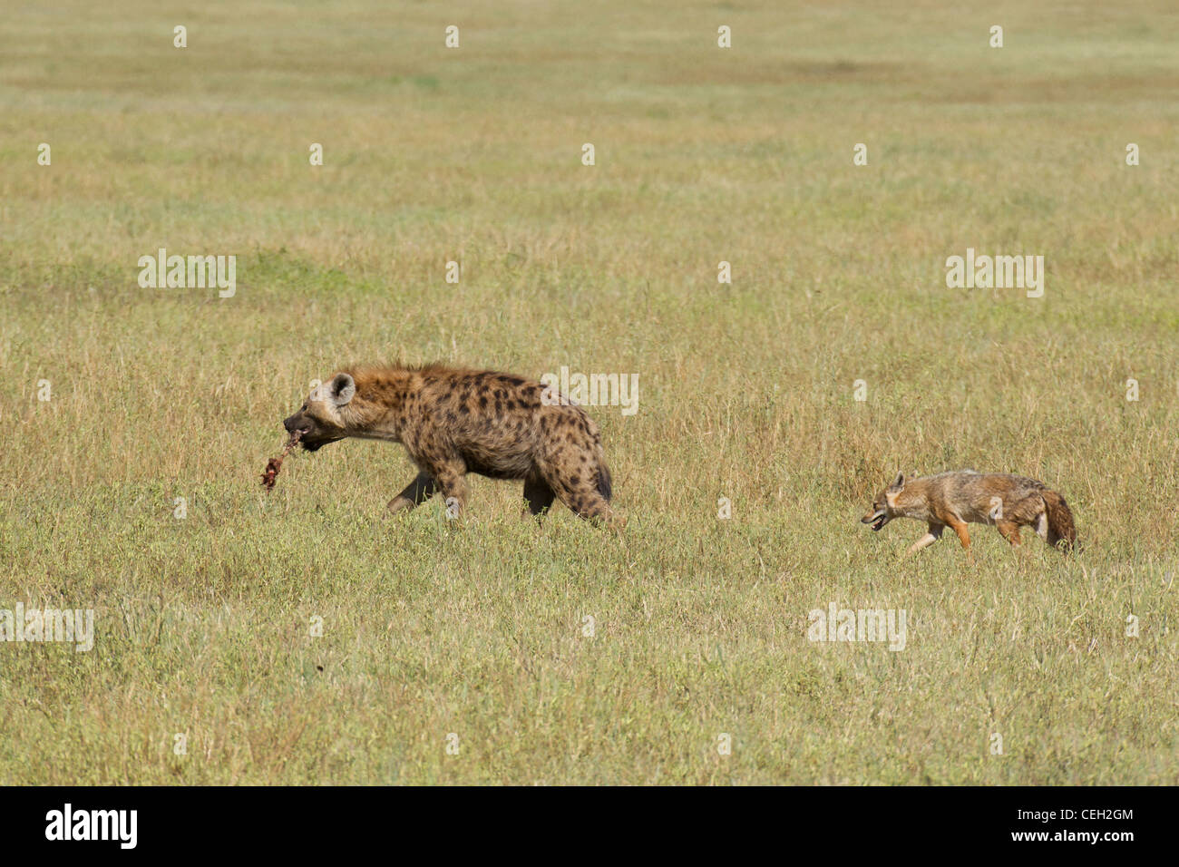 Gefleckte Hyäne, gefolgt von Schakal (Crocuta Crocuta) Stockfoto