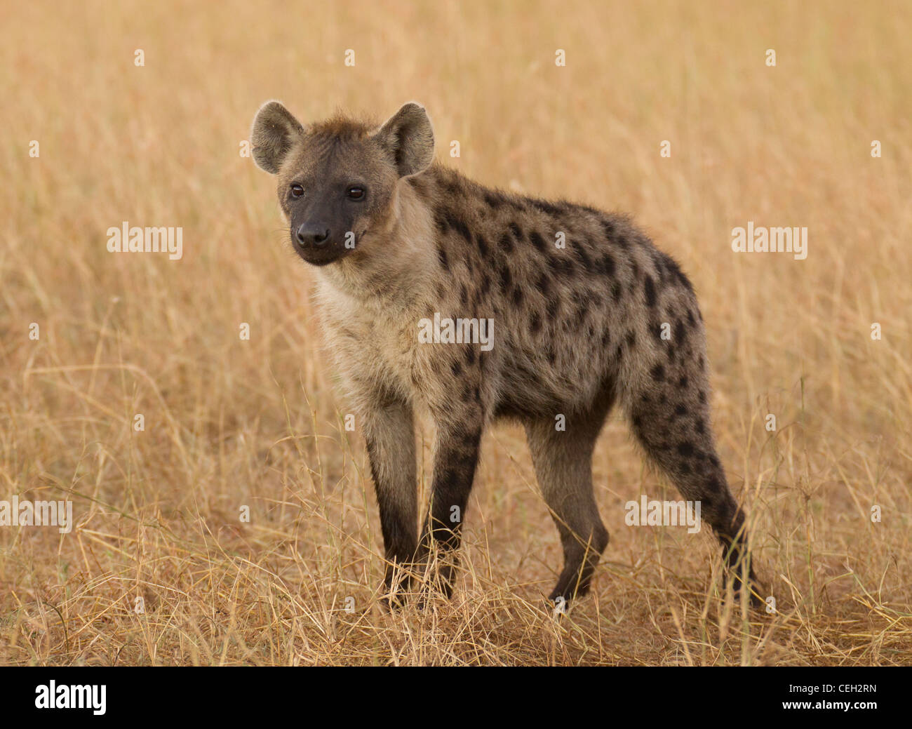 Gefleckte Hyäne stehend in der Wiese (Crocuta Crocuta) Stockfoto