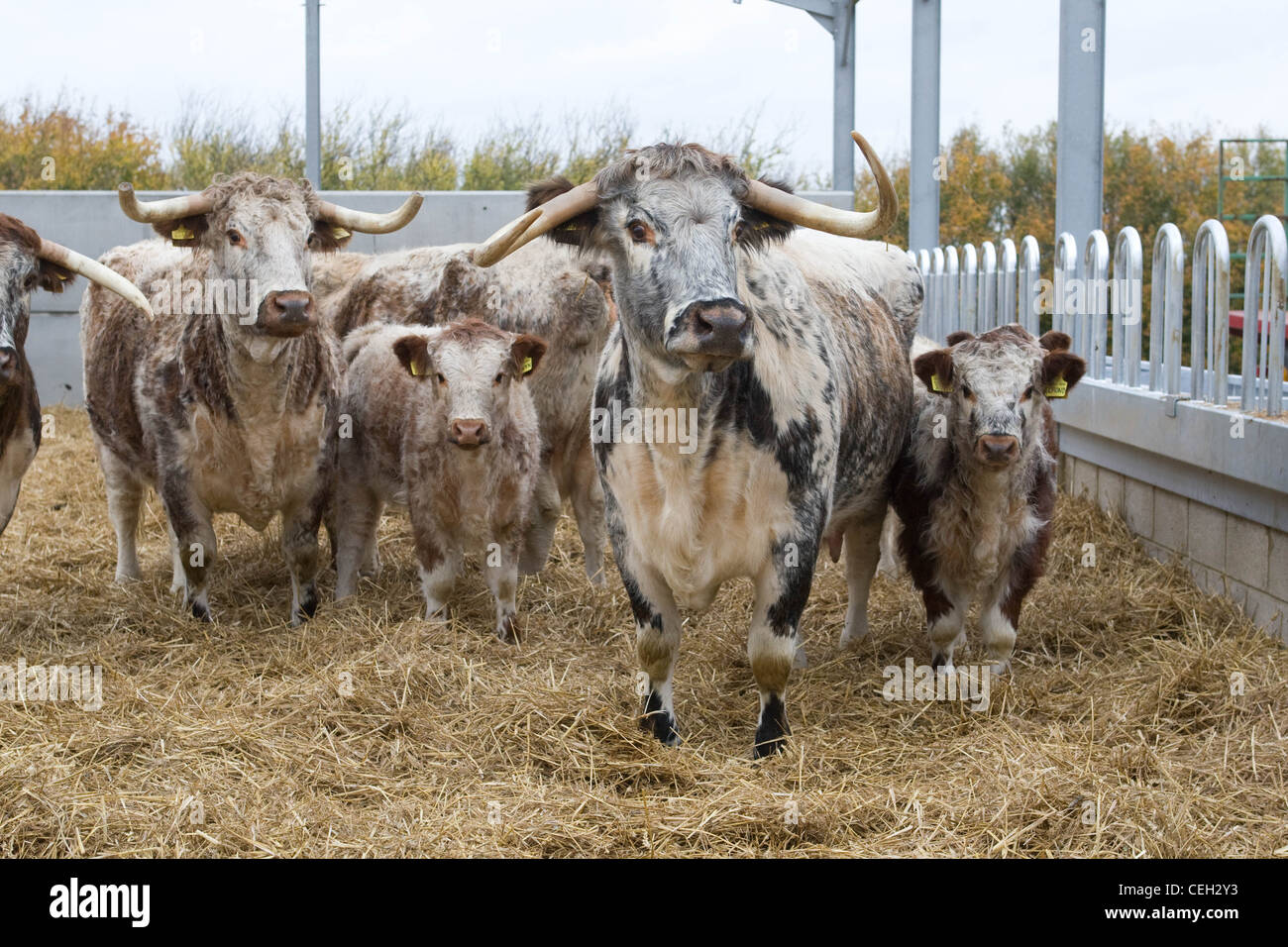 Longhorn Kühe und Kälber in einem Stroh Hof Stockfoto