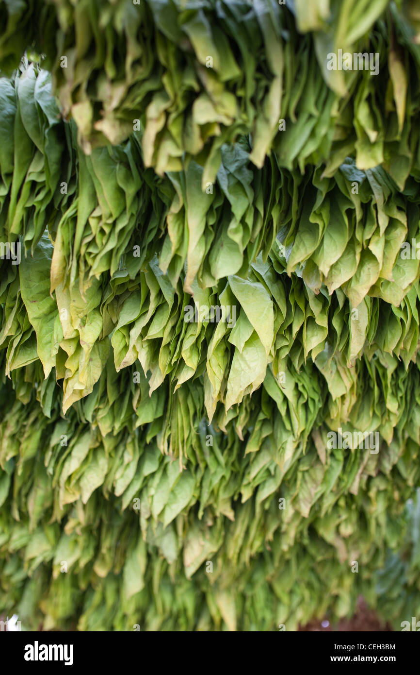 Tabakanbau. Tabakblätter trocknen im Schatten (Nicotiana SP.) Stockfoto