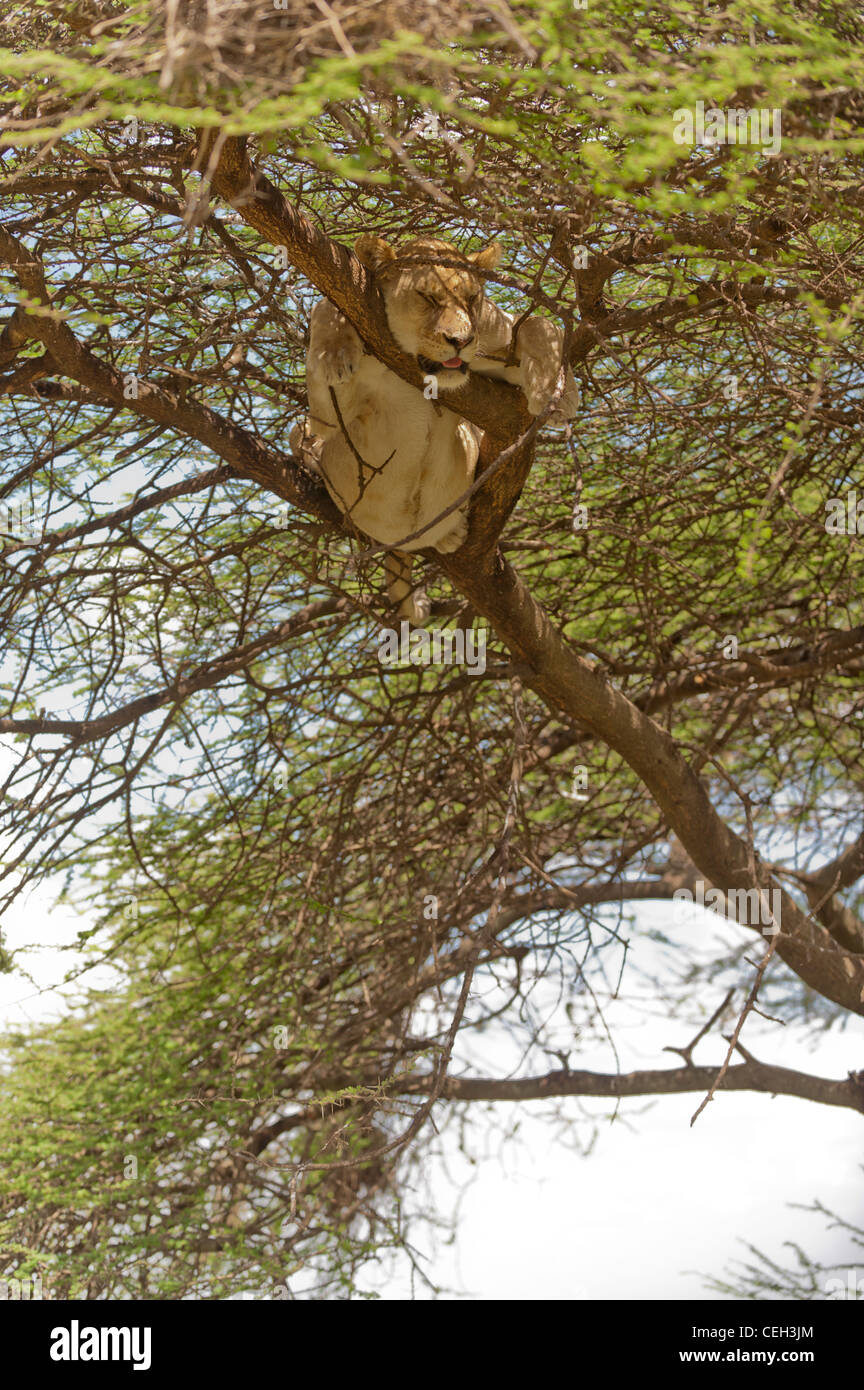 Löwin im Baum schlafen Stockfoto