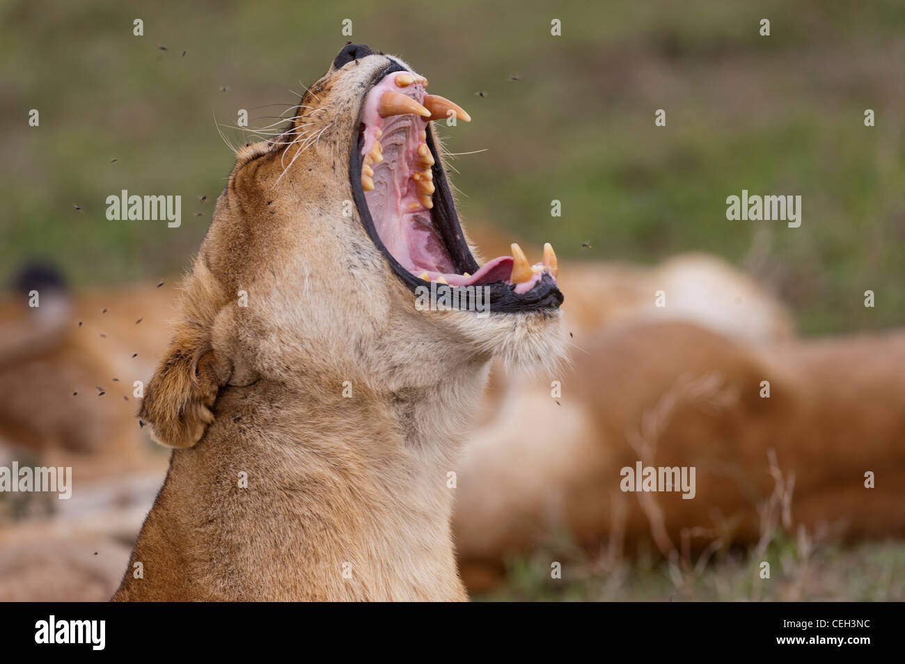 Gähnende Löwin Stockfoto