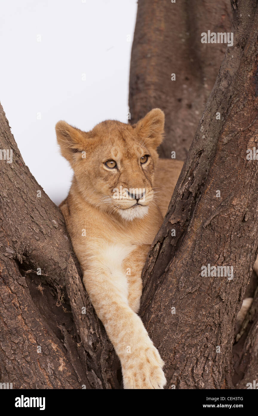 Lion Cub in Baum Stockfoto