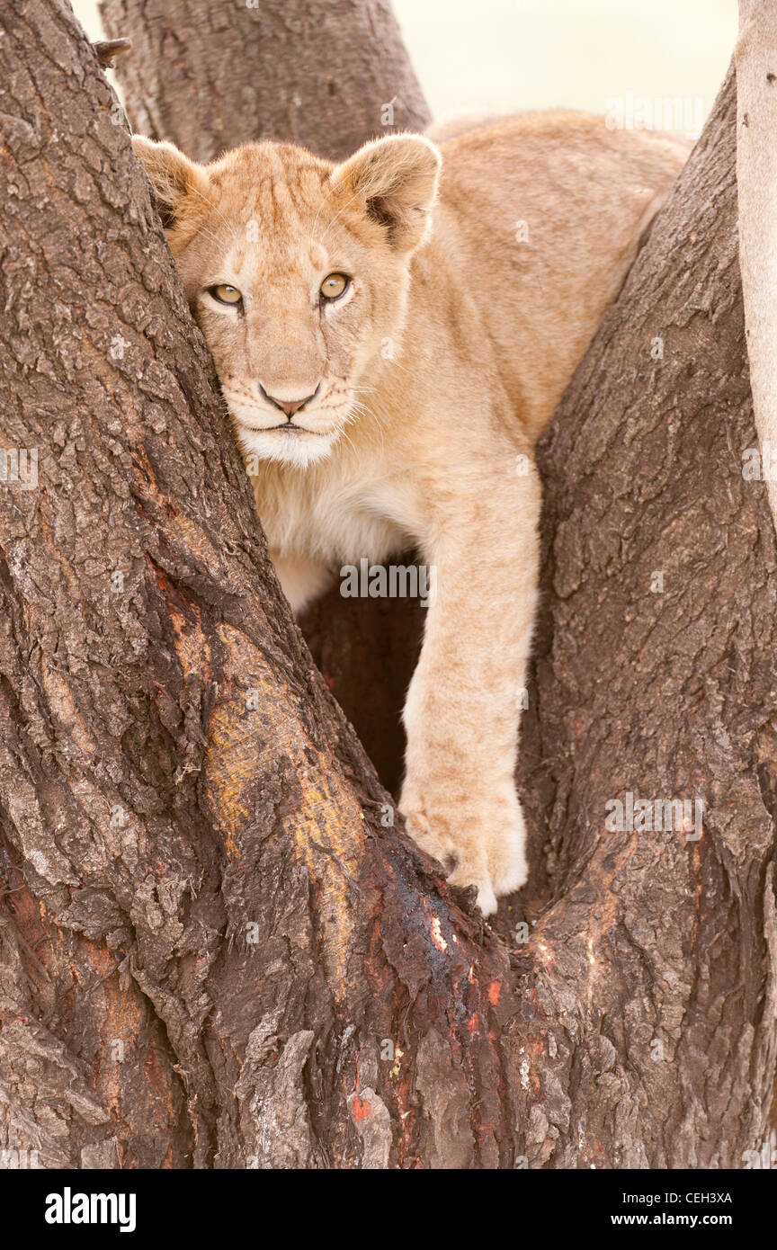 Lion Cub in Baum Stockfoto