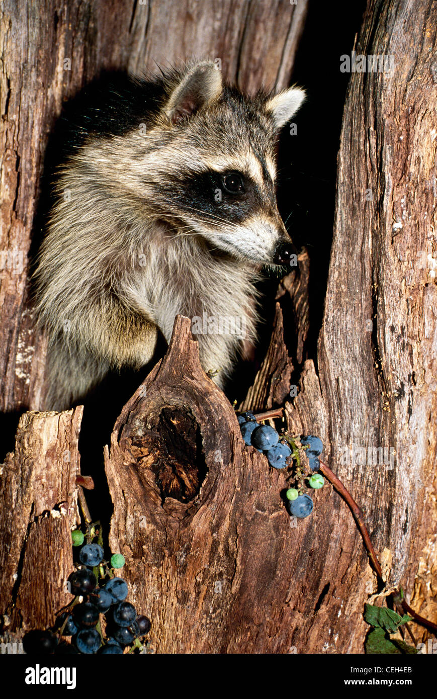 Waschbär (Procyon Lotor) im Nest in hohlen Baum mit lila Trauben wachsen auf einem Weinstock - Ich habe das perfekte Haus Stockfoto