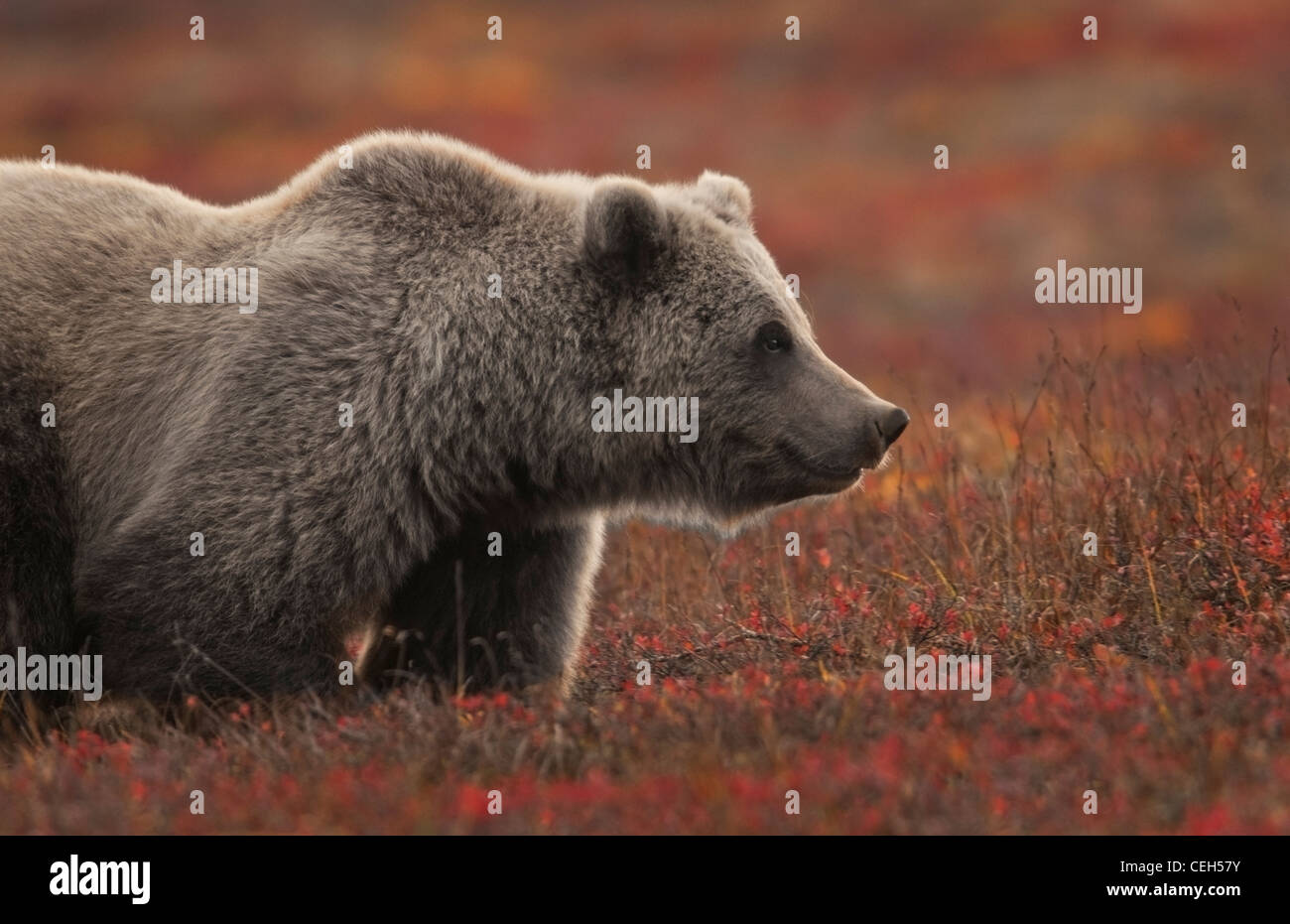 Grizzlybär (Ursus Arctos), Futter im Herbst Tundra, Denali-Nationalpark, Alaska Stockfoto