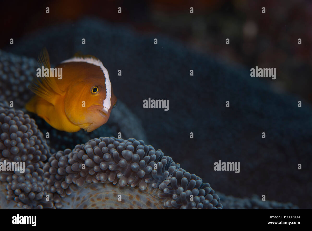 Eine orange Skunk Anemonenfische lebt in seiner Anemone. Stockfoto