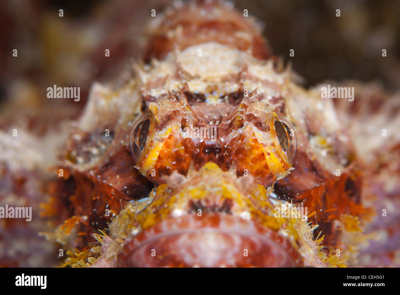 eine enge Schuss des Gesichts von Papua Sorpionfish. Eine giftige Fische, die im Korallenriff Leben. Bunaken Marine Park, Indonesien Stockfoto