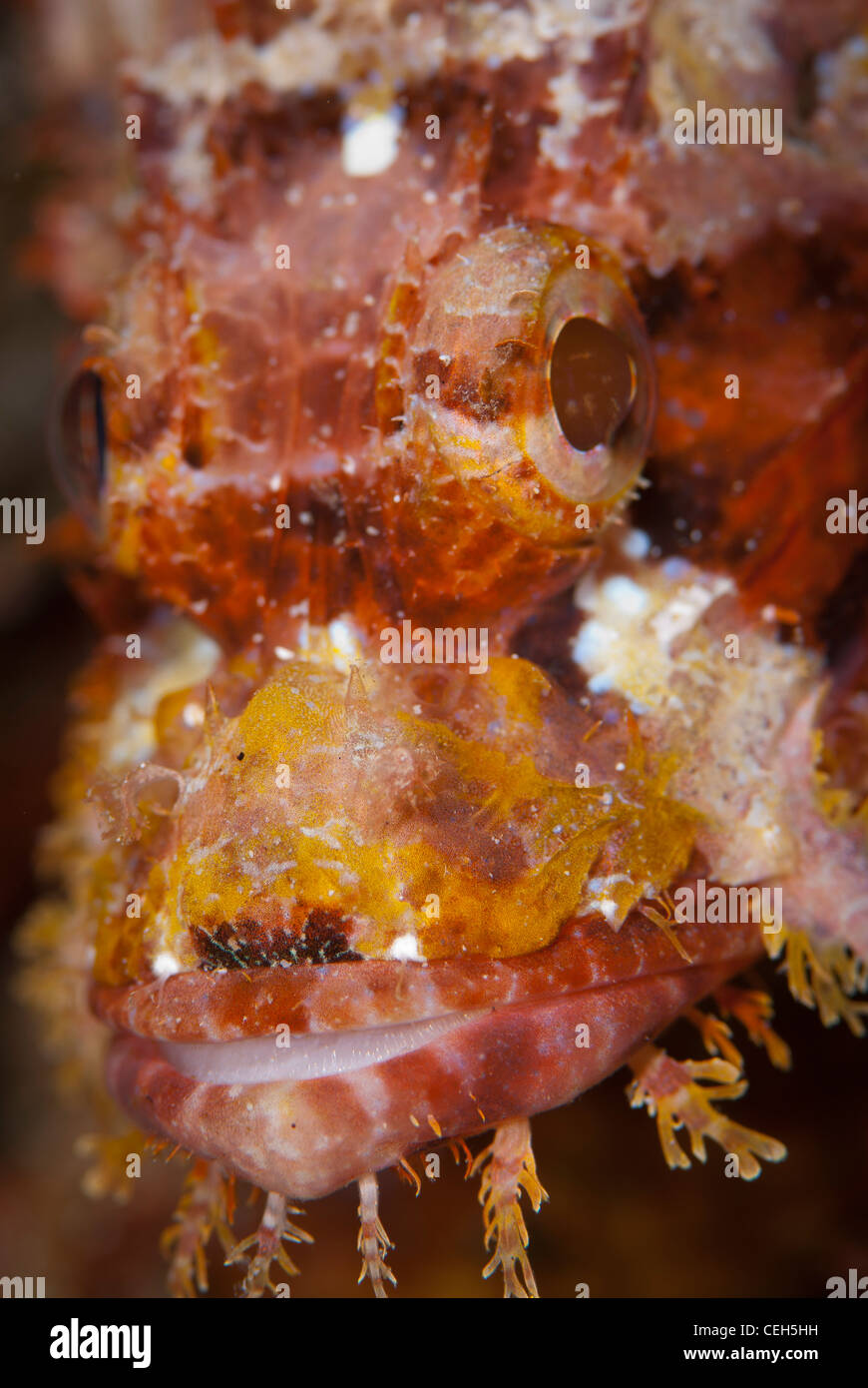 eine enge Schuss des Gesichts von Papua Sorpionfish. Eine giftige Fische, die im Korallenriff Leben. Bunaken Marine Park, Indonesien Stockfoto