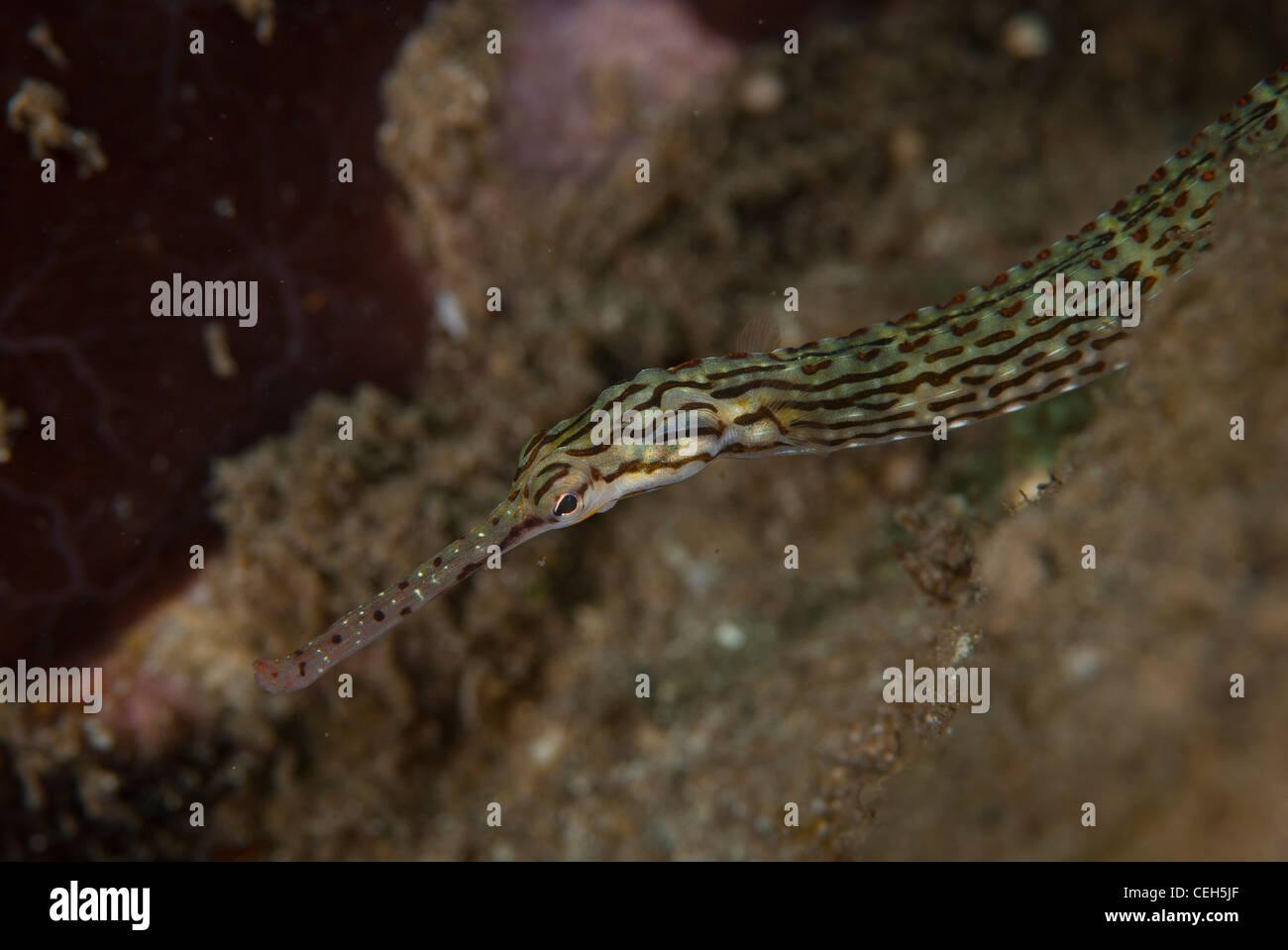 Ein Seenadeln aus einer lokalen Site entlang der Küste von Nord-Sulawesi, Indonesien. Es hängt an den Sand. Halbe Körperprofil erschossen. Stockfoto