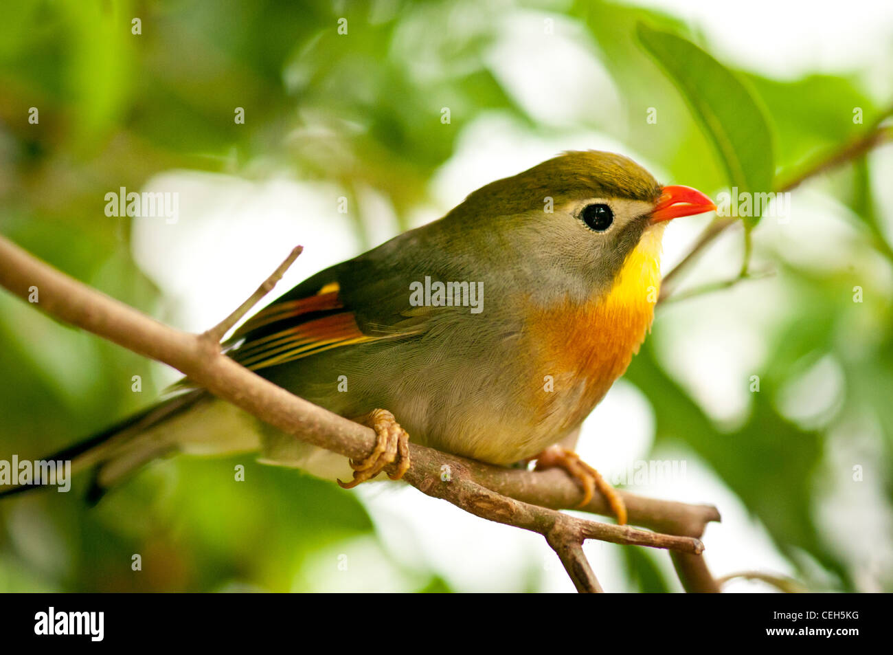Pekin Robin Stockfoto
