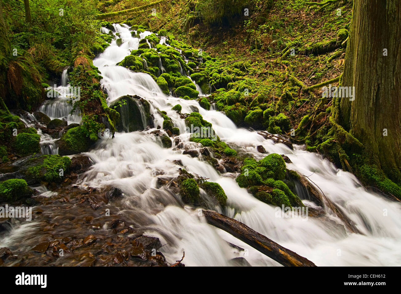 Moos gefüllt reißenden Fluss in der Columbia River Gorge Scenic Gebiet von Oregon. Stockfoto
