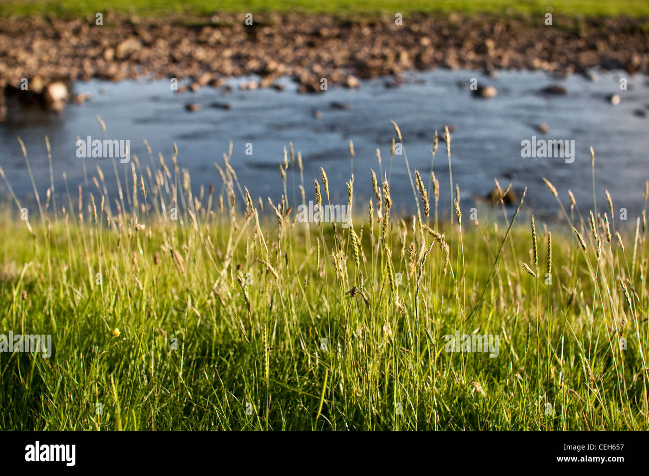 Üppigen Gräsern neben einer idyllischen englischen Flussufer im Sommer in Cumbria, UK. Stockfoto