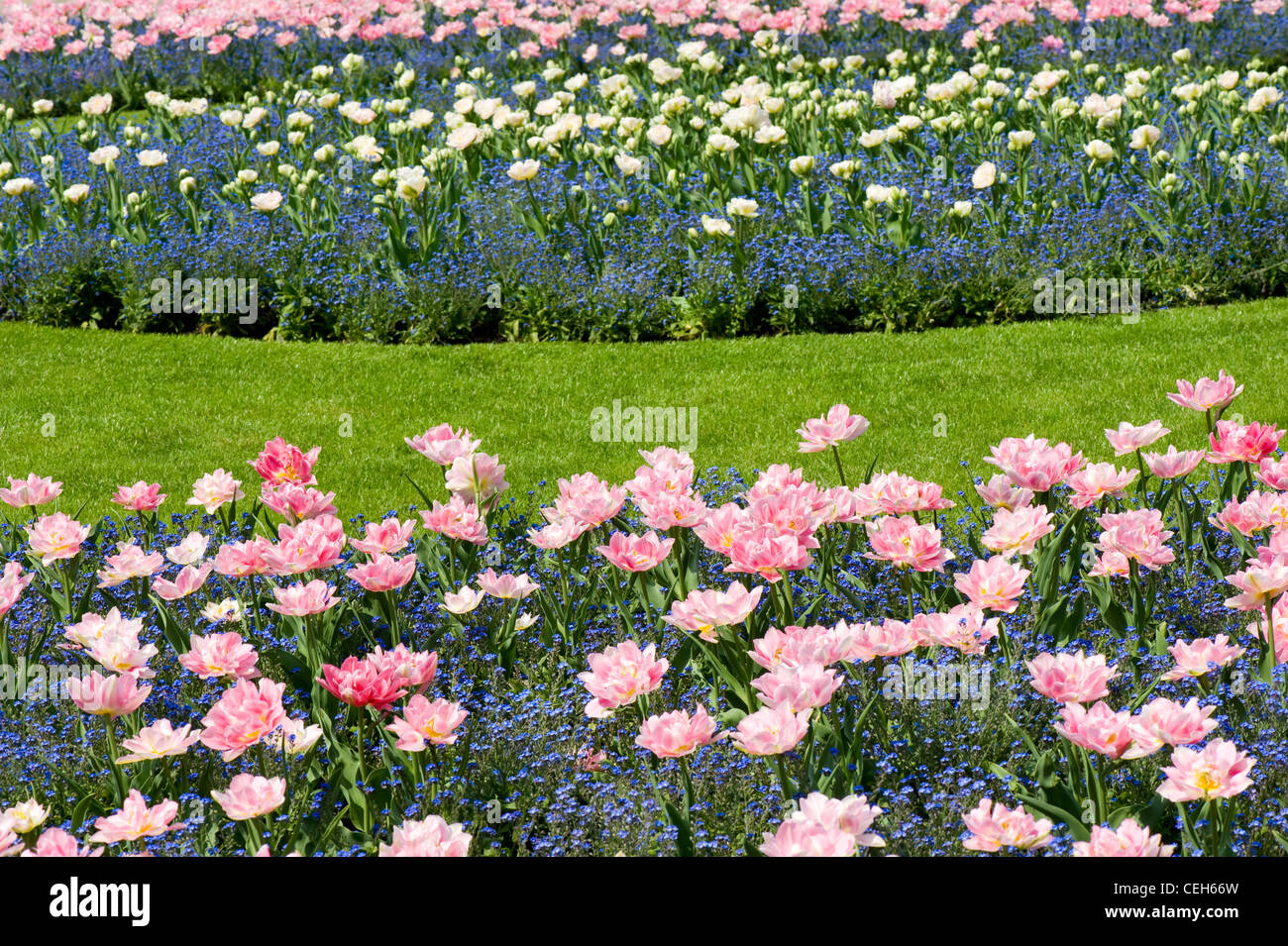 Rosa Foxtrott Tulpen mit blauen Vergissmeinnicht-mix Stockfoto